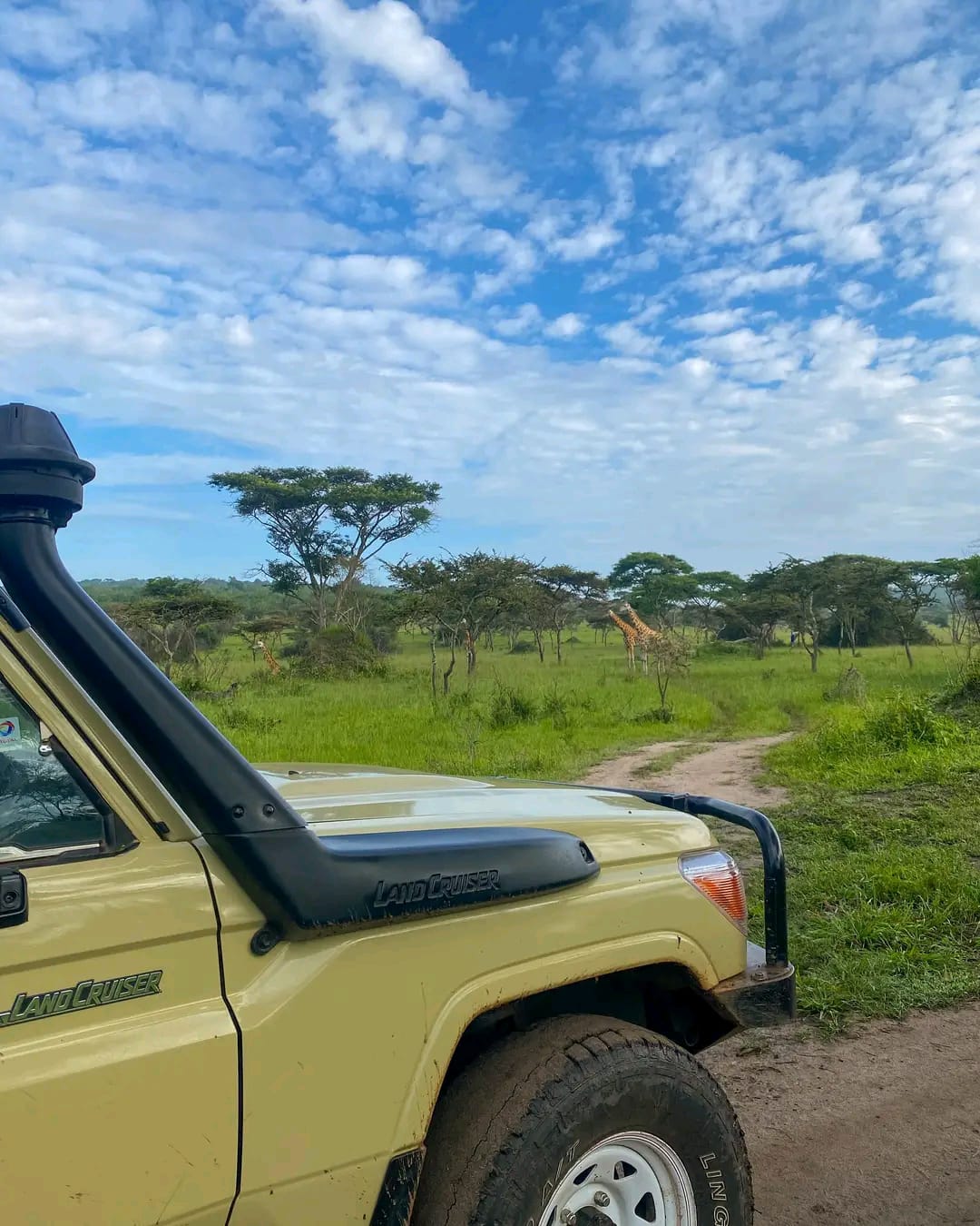 Safari Tours