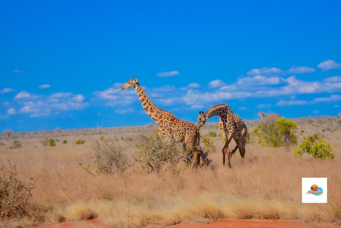 Giraffes in the Savannah